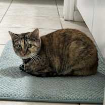 Thumbnail photo of Serabi #2