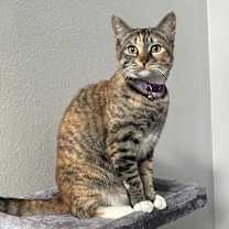 Thumbnail photo of Serabi #4