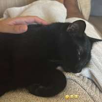 Thumbnail photo of Melody #3