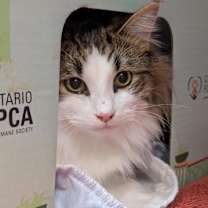 Thumbnail photo of Dandelion #1