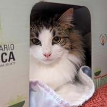 Thumbnail photo of Dandelion #2