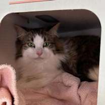 Thumbnail photo of Dandelion #3