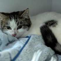 Thumbnail photo of Cactus #1