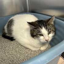 Thumbnail photo of Cactus #2