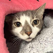 Thumbnail photo of Cow #2