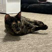 Thumbnail photo of Lutz #2