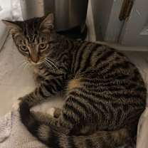 Thumbnail photo of Savy #1