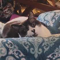 Thumbnail photo of Milo #3