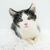 Thumbnail photo of Buzz #1