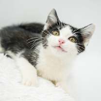 Thumbnail photo of Buzz #2