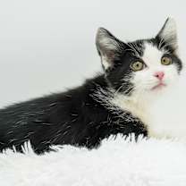 Thumbnail photo of Buzz #3