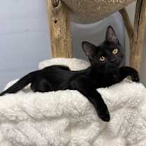 Thumbnail photo of Issac #1