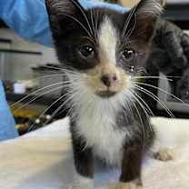 Thumbnail photo of A874831 #2