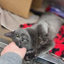 Thumbnail photo of Shaken Espresso #2