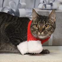 Thumbnail photo of Tiger Woods #2