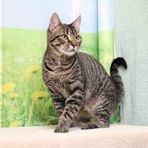 Thumbnail photo of Tiger Woods #3