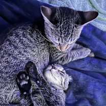 Thumbnail photo of Xena #4