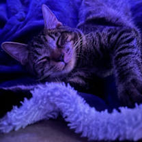 Thumbnail photo of Joxer #4