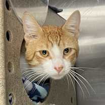 Thumbnail photo of Cheeto #1