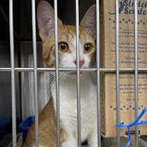 Thumbnail photo of Cheeto #2