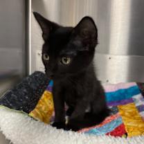 Thumbnail photo of Brock #1