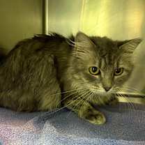 Thumbnail photo of Gracie Mae #4