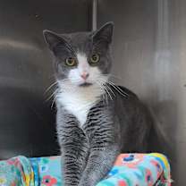 Thumbnail photo of Kale 25-1670 #2