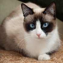 Thumbnail photo of Mia #1