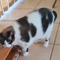 Thumbnail photo of Mia #3