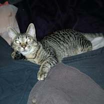 Thumbnail photo of Submachine Gun #1