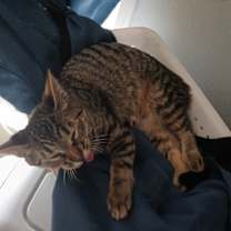 Thumbnail photo of Submachine Gun #2