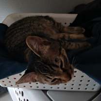 Thumbnail photo of Submachine Gun #3