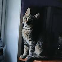 Thumbnail photo of Submachine Gun #4