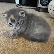 Thumbnail photo of Hocus #2