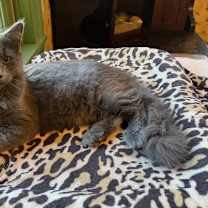 Thumbnail photo of Cozette #1