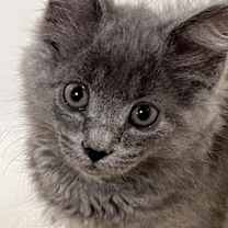 Thumbnail photo of Cozette #2