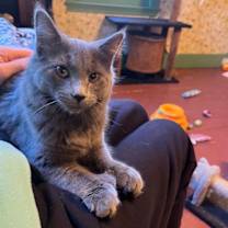 Thumbnail photo of Cozette #3