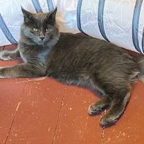 Thumbnail photo of Chu Chu #1