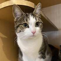 Thumbnail photo of Lulu #1