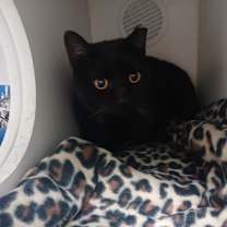 Thumbnail photo of Vixey  #1