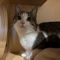 Thumbnail photo of Lulu #4