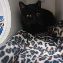 Thumbnail photo of Vixey  #2