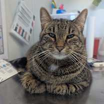 Thumbnail photo of Gino #1