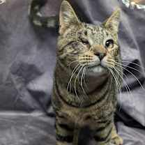 Thumbnail photo of Quincy #1