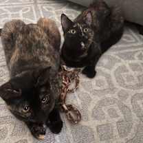 Thumbnail photo of Cypress #1