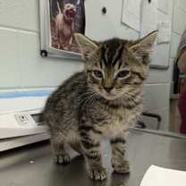 Thumbnail photo of Boba #2