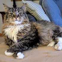 Thumbnail photo of Abigale C64002 #2