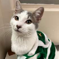 Thumbnail photo of Pat #1