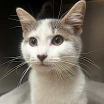 Thumbnail photo of Pat #2