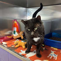 Thumbnail photo of Bagheera #1